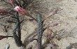 Anteprima di Cereus aethiops