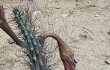 Preview photo Cereus aethiops