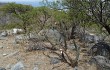 Anteprima di Cereus aethiops