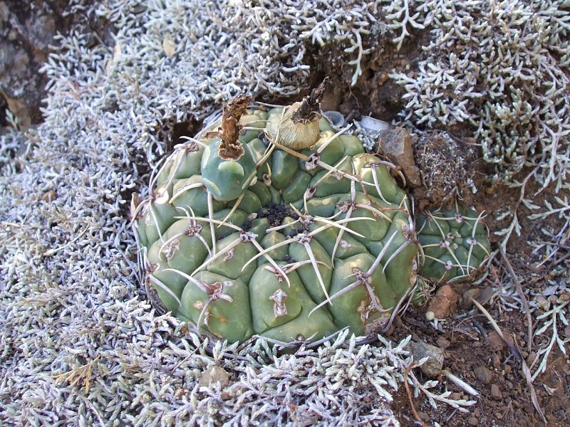 Fotografia di Gymnocalycium uruguayense in habitat