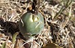 Anteprima di Gymnocalycium uruguayense