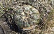 Anteprima di Gymnocalycium uruguayense