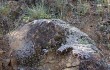 Anteprima di Gymnocalycium uruguayense