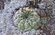 Preview photo Gymnocalycium uruguayense