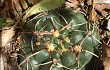 Preview photo Gymnocalycium uruguayense