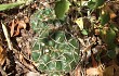 Preview photo Gymnocalycium uruguayense