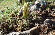 Anteprima di Gymnocalycium uruguayense