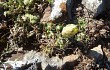 Anteprima di Gymnocalycium uruguayense