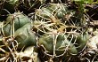 Vista previa de Gymnocalycium uruguayense