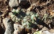 Preview photo Gymnocalycium uruguayense