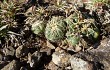 Preview photo Gymnocalycium uruguayense