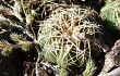 Vista previa de Gymnocalycium uruguayense