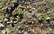 Anteprima di Gymnocalycium uruguayense