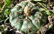 Vista previa de Gymnocalycium uruguayense