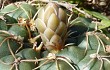 Vista previa de Gymnocalycium uruguayense