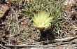 Anteprima di Gymnocalycium uruguayense