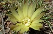 Vista previa de Gymnocalycium uruguayense