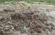 Preview photo Gymnocalycium uruguayense