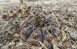 Anteprima di Gymnocalycium uruguayense