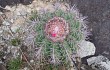 Vista previa de Melocactus bahiensis