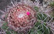 Preview photo Melocactus bahiensis