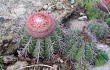 Preview photo Melocactus bahiensis