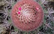 Preview photo Melocactus bahiensis