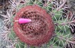 Preview photo Melocactus bahiensis