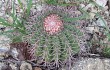 Preview photo Melocactus bahiensis