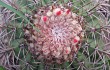 Vista previa de Melocactus bahiensis