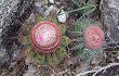 Preview photo Melocactus bahiensis