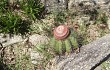 Preview photo Melocactus bahiensis