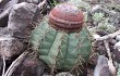 Preview photo Melocactus bahiensis