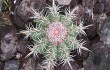 Anteprima di Melocactus bahiensis