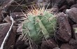 Preview photo Melocactus bahiensis