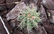 Preview photo Melocactus bahiensis