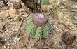 Preview photo Melocactus bahiensis