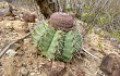 Preview photo Melocactus bahiensis