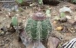 Anteprima di Melocactus bahiensis