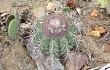 Preview photo Melocactus bahiensis