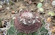 Preview photo Melocactus bahiensis