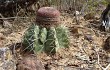 Preview photo Melocactus bahiensis