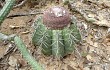 Preview photo Melocactus bahiensis