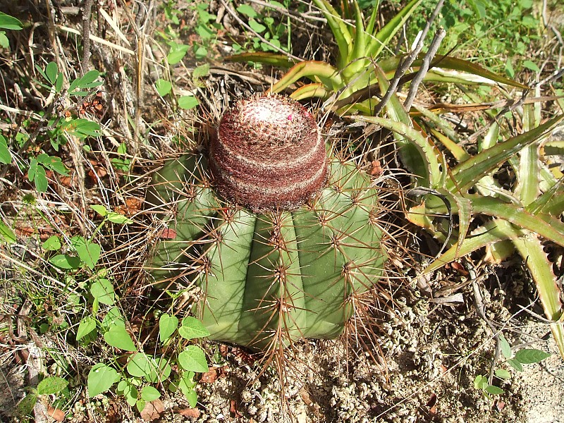 Photograph Melocactus ernestii in habitat