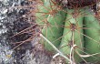 Preview photo Melocactus ernestii