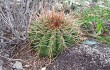 Anteprima di Melocactus ernestii