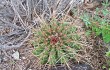 Preview photo Melocactus ernestii