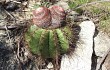 Anteprima di Melocactus ernestii