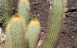 Preview photo Micranthocereus auriazureus