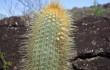 Preview photo Micranthocereus auriazureus